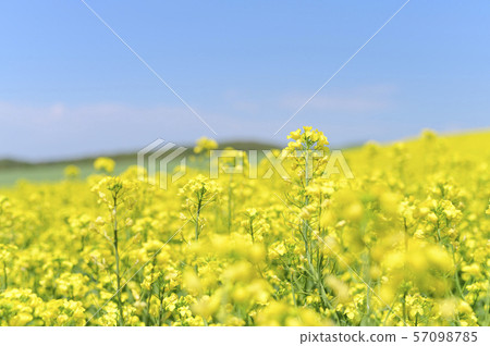 油菜花和藍天的領域(Appei,北海道) 油菜花和藍天的領域(Appei,北海道) 57098785