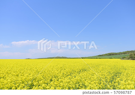 A field of rape blossoms and a blue sky (Appei, Hokkaido) A field of rape blossoms and a blue sky (Appei, Hokkaido) 57098787