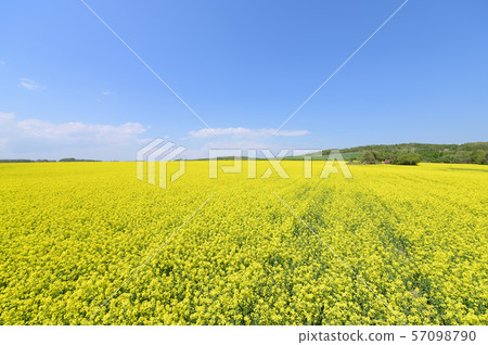 A field of rape blossoms and a blue sky (Appei, Hokkaido) A field of rape blossoms and a blue sky (Appei, Hokkaido) 57098790