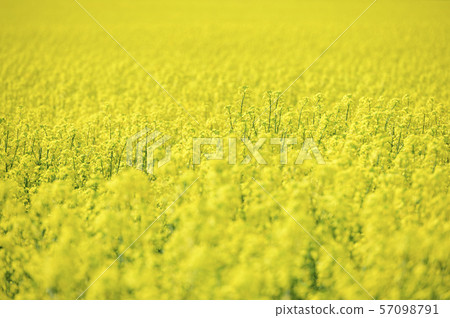 Rape blossoms (Hokkaido Anping) 57098791