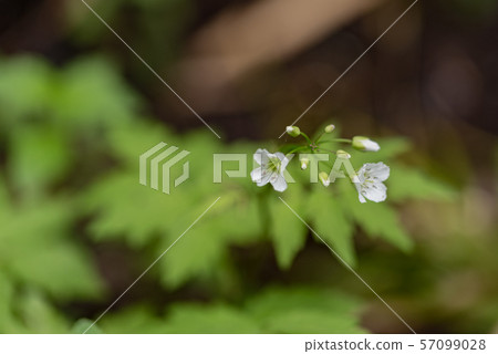 Hiroha Horn 57099028