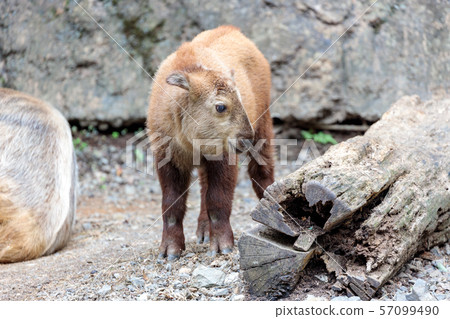 Baby of golden takin Tama Zoo Baby of golden takin Tama Zoo 57099490