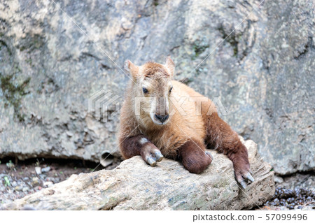 Baby of golden takin Tama Zoo Baby of golden takin Tama Zoo 57099496
