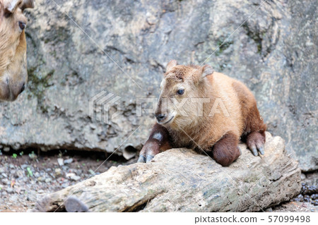 金羚多摩動物園的嬰兒 金羚多摩動物園的嬰兒 57099498