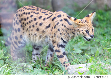 Tama Zoo Park Serval Tama Zoo Park Serval 57099655