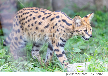 多摩動物園Serval 57099656