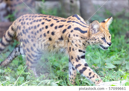 Tama Zoo Park Serval 57099661