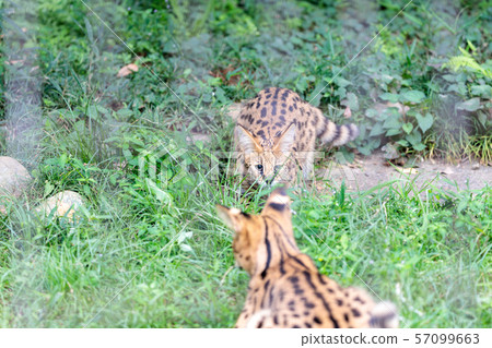 Tama Zoo Park Serval Tama Zoo Park Serval 57099663
