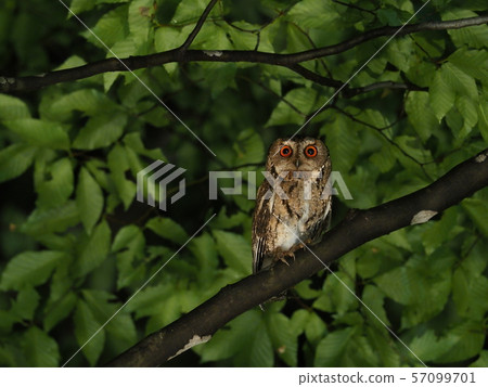 巨角鴞 巨角鴞 57099701