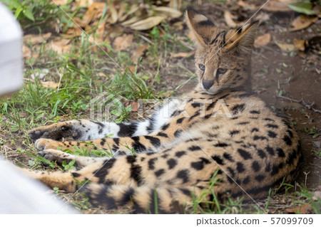多摩動物園Serval 57099709