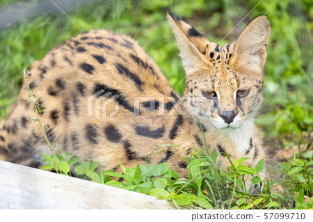多摩動物園Serval 57099710