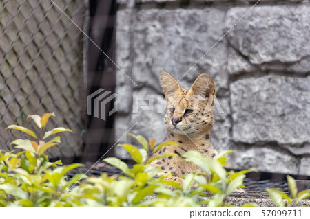 多摩動物園Serval 57099711