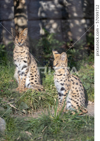 多摩動物園Serval 57099712