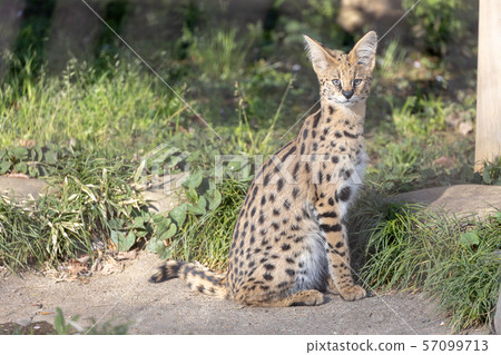 多摩動物園Serval 57099713