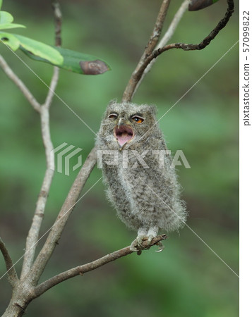 Chick basshopper 57099822