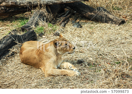 Lion Lion 57099873