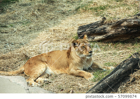 Lion Lion 57099874