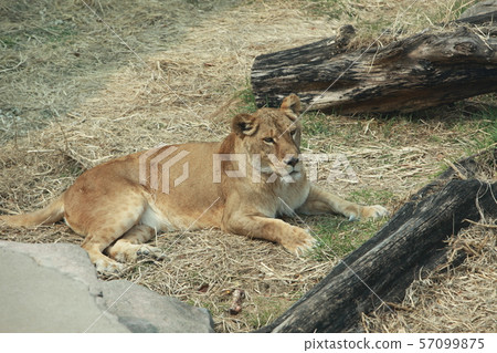 Lion Lion 57099875