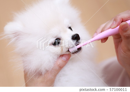 Pomeranian toothbrush best sale