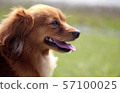 狗狗 57100025