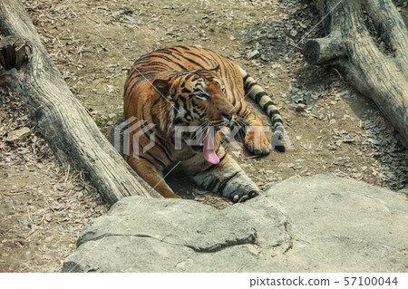 Tiger 57100044