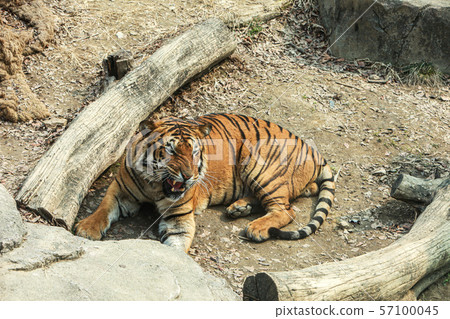 Tiger 57100045