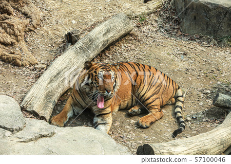 Tiger 57100046