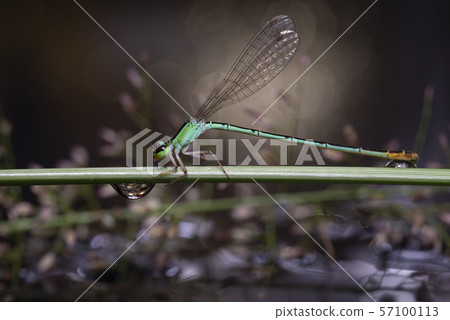 A dragonfly resting on a branch. A dragonfly resting on a branch. 57100113