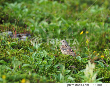 Rock lark Rock lark 57100192