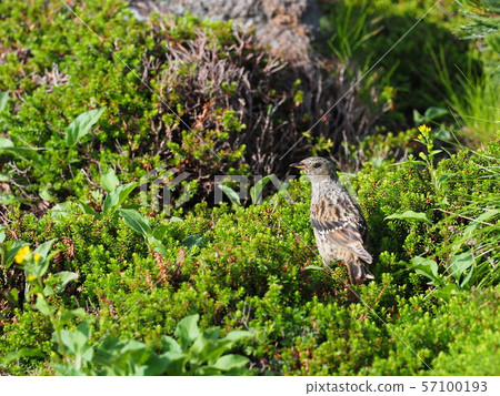 Rock lark Rock lark 57100193