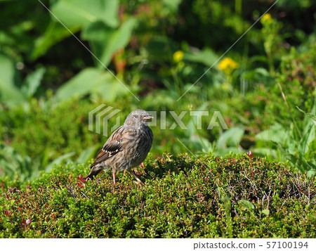 Rock lark Rock lark 57100194