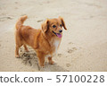 狗狗 57100228