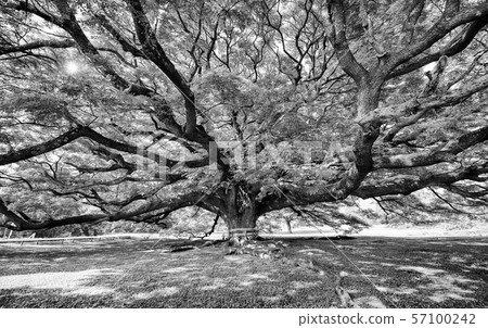 Black and white photograph of a giant Jamjuree 57100242