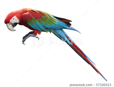 Macaws bird isolated on white background. Macaws bird isolated on white background. 57100323