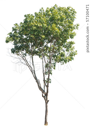 Tree isolated on a white background 57100471
