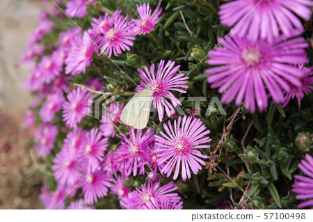 Flowers and butterflies 57100498