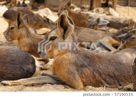Mara Gunma Safari Park Gunma Prefecture Tomioka City Zoo 57100533