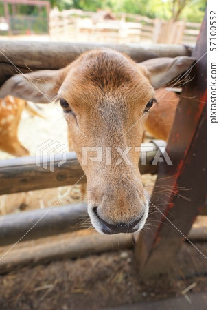 Deer Deer群馬野生動物園群馬縣富岡市動物園 Deer Deer群馬野生動物園群馬縣富岡市動物園 57100552