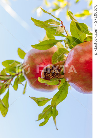 Colorful pomegranate fruit against sky on tree branch Colorful pomegranate fruit against sky on tree branch 57100676