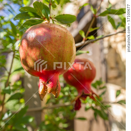 Colorful pomegranate fruit on tree branch Colorful pomegranate fruit on tree branch 57100677