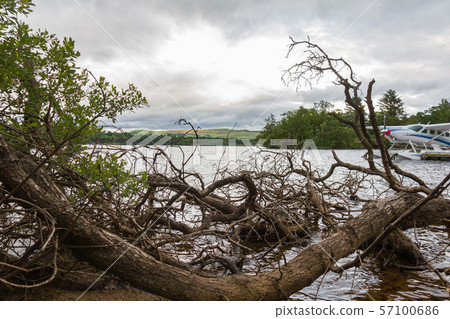 Cut tree branches on lake shore and hydroplane, Loch Lomond, Scotland Cut tree branches on lake shore and hydroplane, Loch Lomond, Scotland 57100686