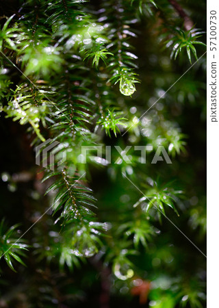 Moss that gets wet in Yakushima 57100730