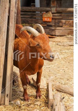 Goat Goat Goat Gunma Safari Park Gunma Prefecture Tomioka City Zoo 57100731