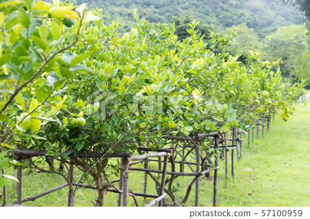 Row of fresh green lime in farm background 57100959