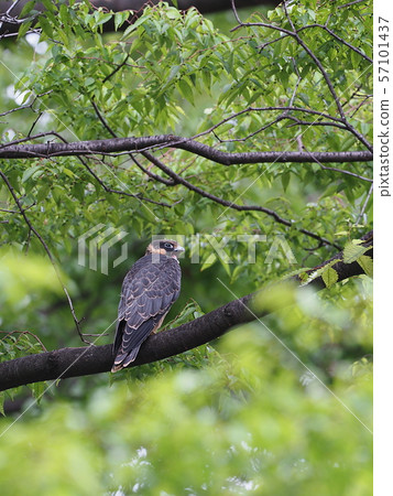 Chigo falcon chicks 57101437