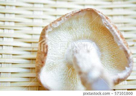 The back side of Shiitake The back side of Shiitake 57101800