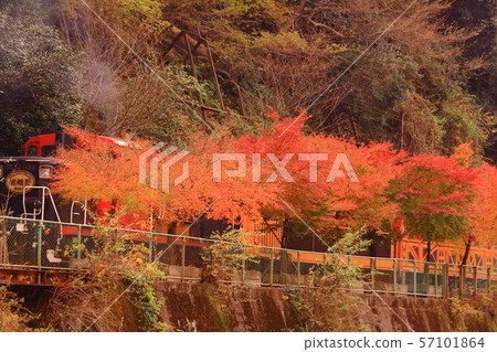 A truck train (Kyono Sagano) runs through the autumn leaves 57101864