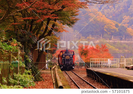 卡車火車(Kyono Sagano)穿過秋天的落葉 卡車火車(Kyono Sagano)穿過秋天的落葉 57101875