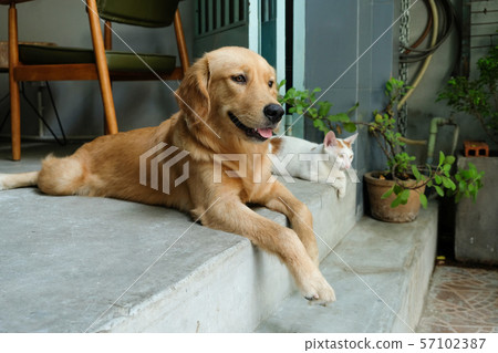 Golden retriever relax beside cat 57102387