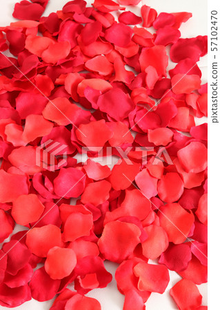 rose rose 57102470
